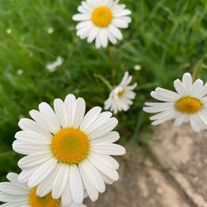 Meet your Posher, Bel